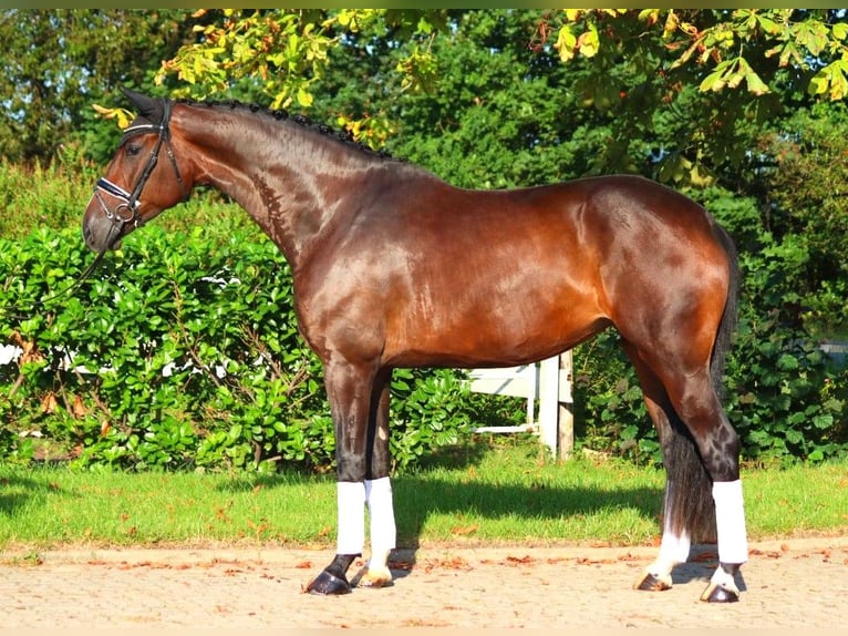 Hanoverian Mare 4 years 17,1 hh Brown in Selsingen