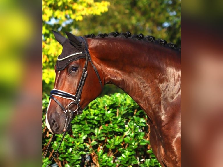 Hanoverian Mare 4 years 17,1 hh Brown in Selsingen