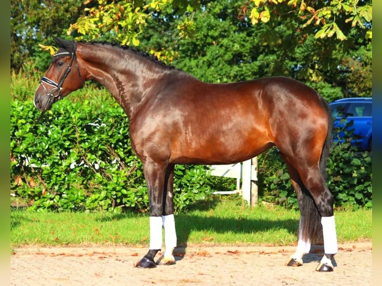 Hanoverian Mare 4 years 17,1 hh Brown in Selsingen