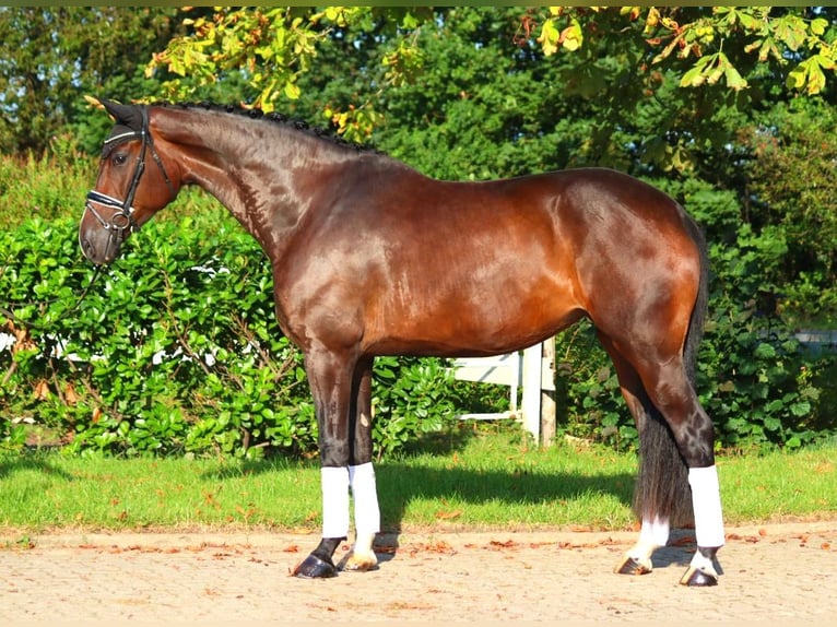 Hanoverian Mare 4 years 17,1 hh Brown in Selsingen