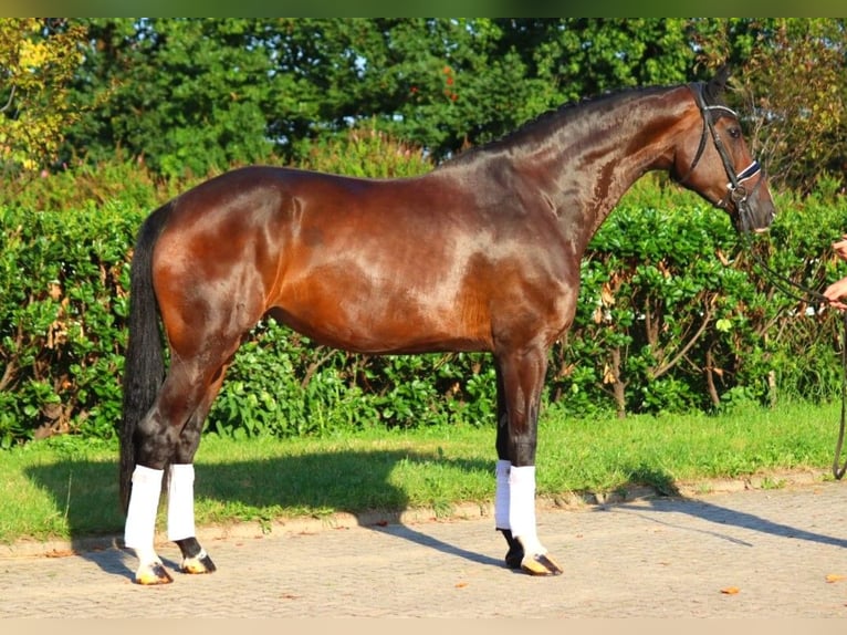 Hanoverian Mare 4 years 17,1 hh Brown in Selsingen