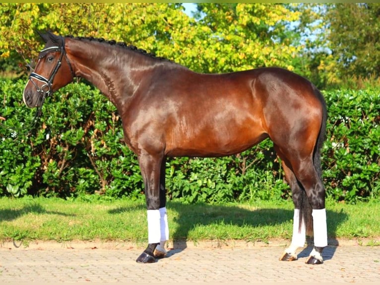 Hanoverian Mare 4 years 17,1 hh Brown in Selsingen