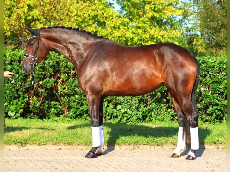 Hanoverian Mare 4 years 17,1 hh Brown in Selsingen