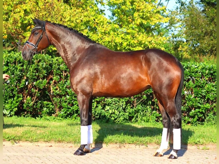 Hanoverian Mare 4 years 17,1 hh Brown in Selsingen