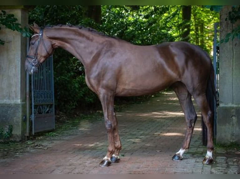 Hanoverian Mare 4 years 17,1 hh Chestnut in Ankum