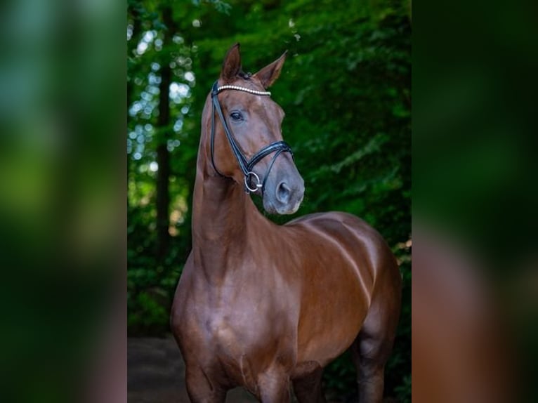 Hanoverian Mare 4 years 17,1 hh Chestnut in Ankum