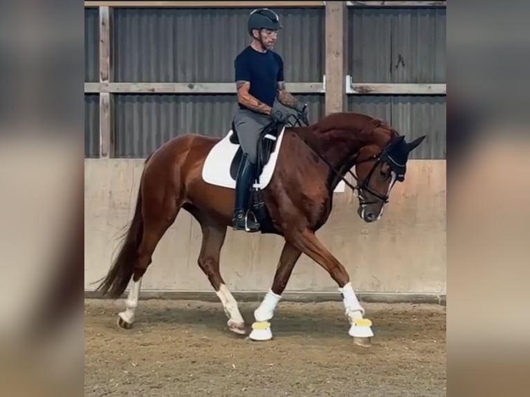 Hanoverian Mare 4 years 17,1 hh Chestnut in Kandern