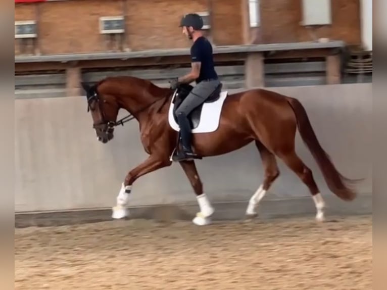 Hanoverian Mare 4 years 17,1 hh Chestnut in Kandern