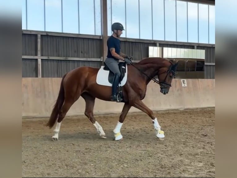 Hanoverian Mare 4 years 17,1 hh Chestnut in Kandern