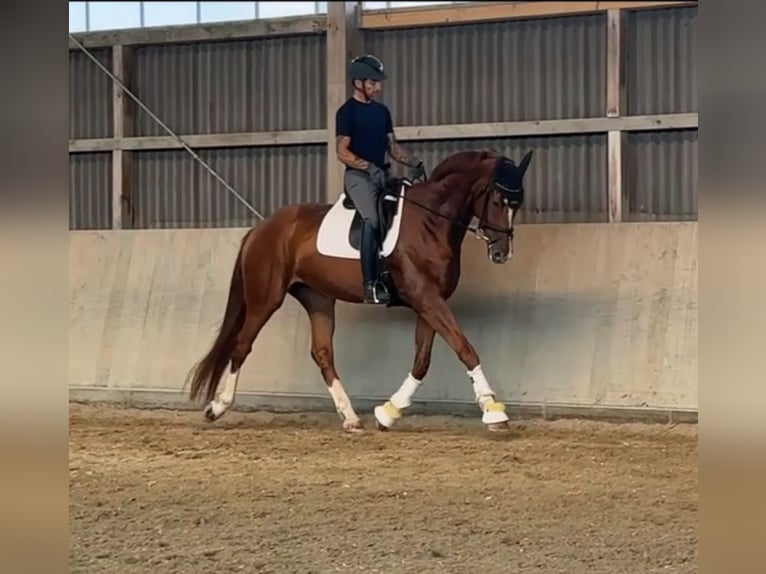 Hanoverian Mare 4 years 17,1 hh Chestnut in Kandern