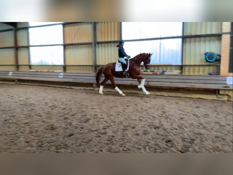 Hanoverian Mare 4 years 17,1 hh Chestnut-Red in Burgdorf