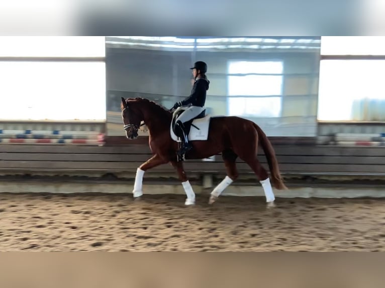 Hanoverian Mare 4 years 17,1 hh Chestnut-Red in Burgdorf