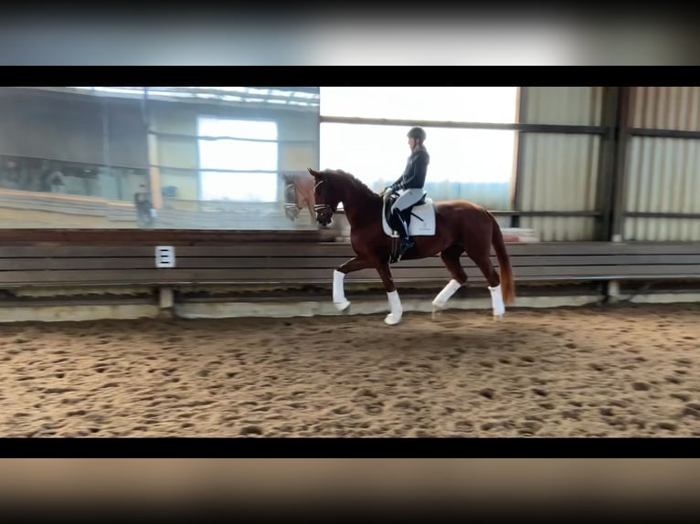 Hanoverian Mare 4 years 17,1 hh Chestnut-Red in Burgdorf