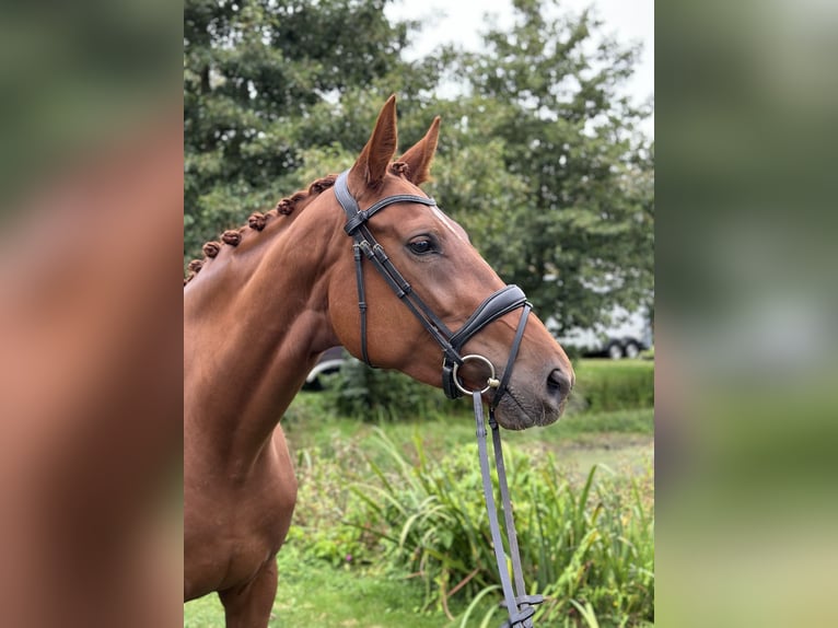 Hanoverian Mare 4 years 17,1 hh Chestnut-Red in Mechtersen