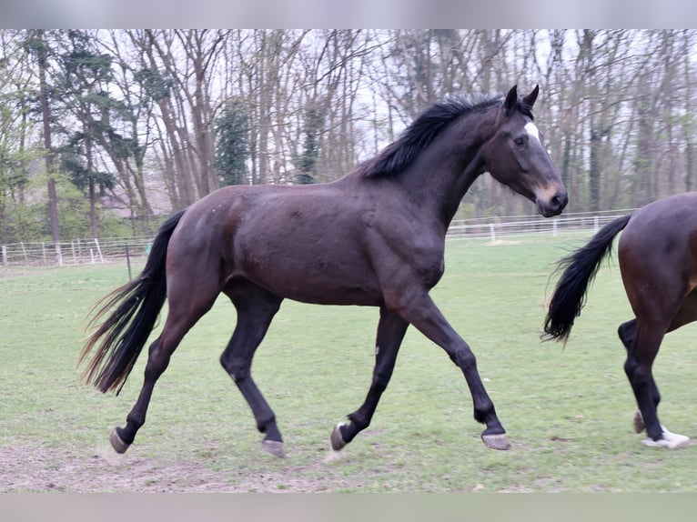 Hanoverian Mare 4 years 17.2 hh Bay-Dark in Nienburg (Weser) Holtorf