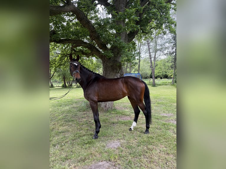 Hanoverian Mare 4 years 17,2 hh Brown in Bad Bentheim