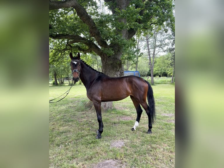 Hanoverian Mare 4 years 17,2 hh Brown in Bad Bentheim