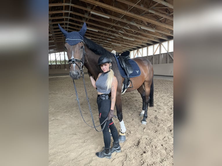 Hanoverian Mare 4 years 17.2 hh Brown in Rimbach