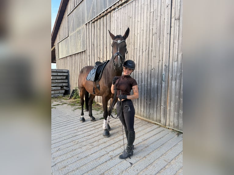 Hanoverian Mare 4 years 17.2 hh Brown in Rimbach