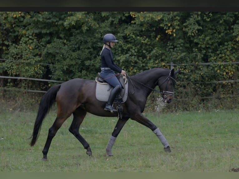 Hanoverian Mare 4 years 17 hh Bay-Dark in Leipzig