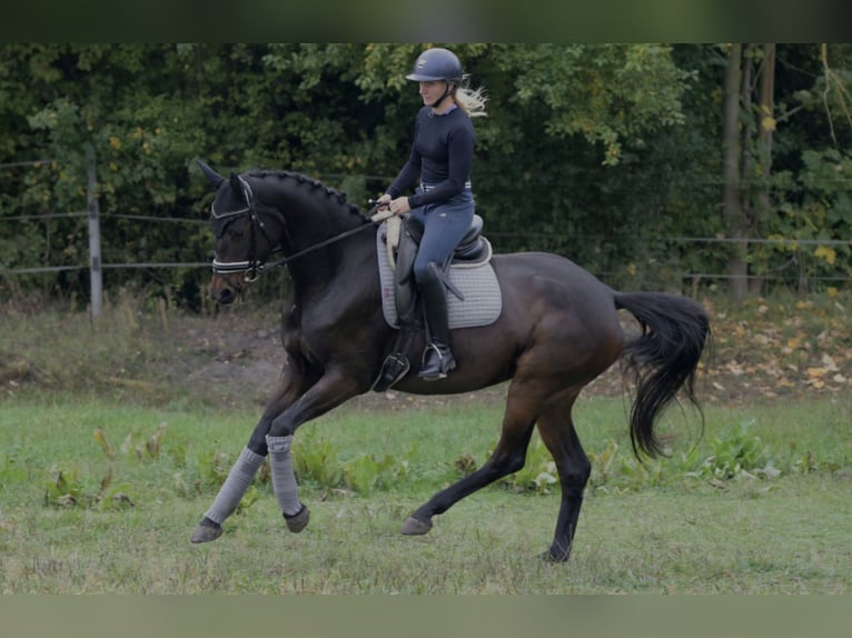 Hanoverian Mare 4 years 17 hh Bay-Dark in Leipzig
