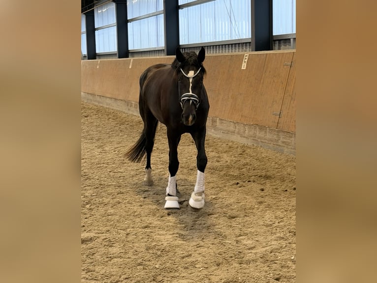 Hanoverian Mare 4 years 17 hh Black in Winsen (Luhe)