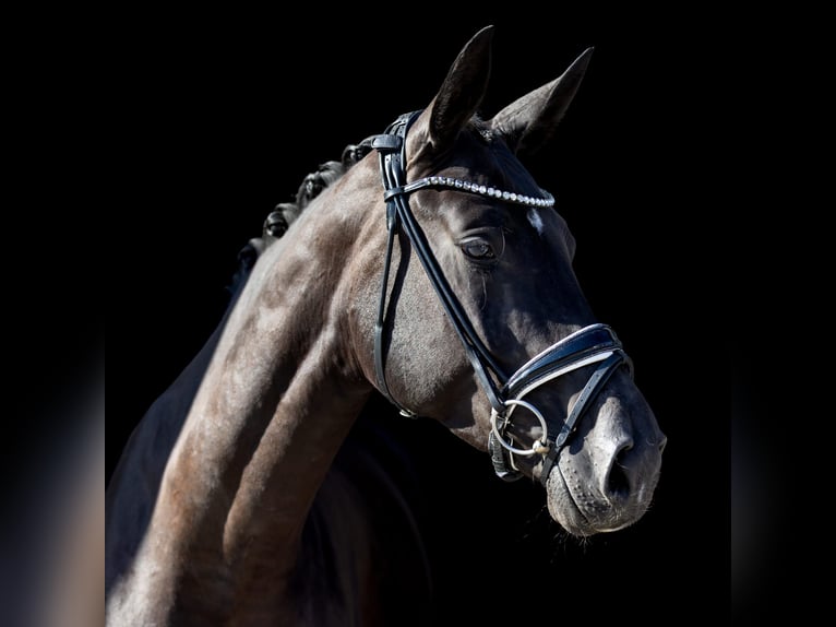 Hanoverian Mare 4 years 17 hh Black in Rosenheim
