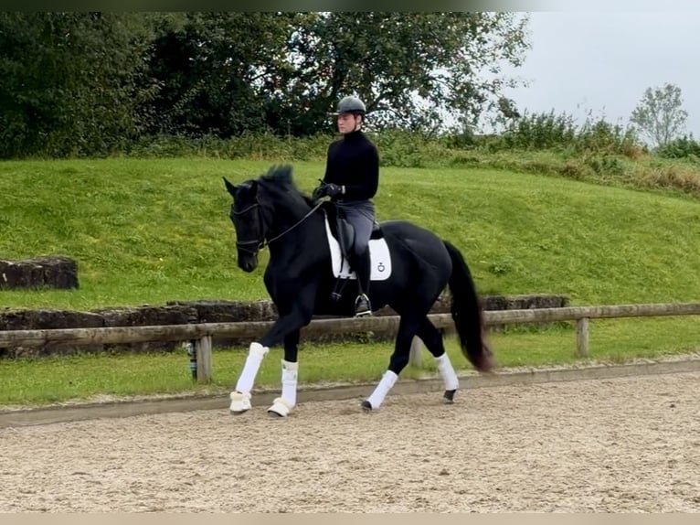 Hanoverian Mare 4 years 17 hh Black in Holzkirchen