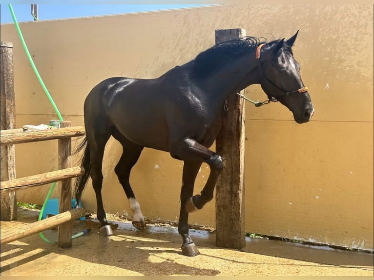 Hanoverian Mare 4 years 17 hh Black in Rota