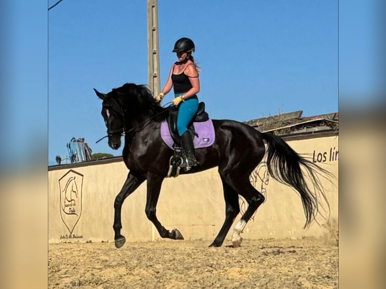 Hanoverian Mare 4 years 17 hh Black in Rota