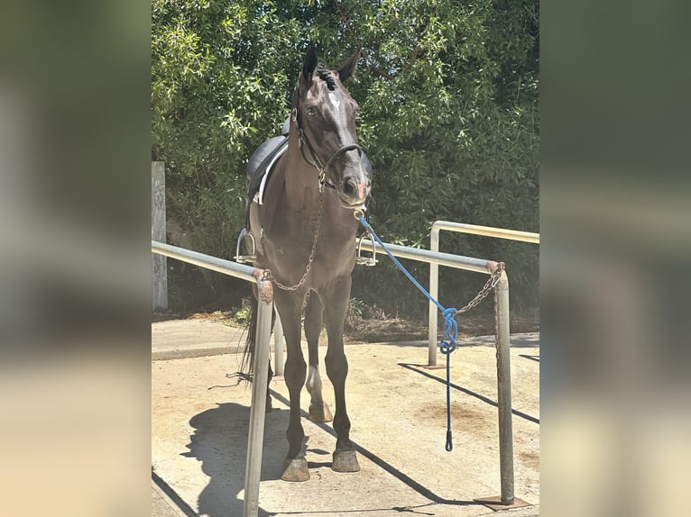 Hanoverian Mare 4 years 17 hh Black in Rota