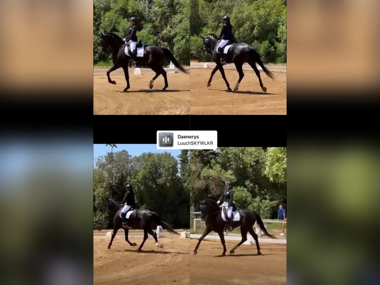 Hanoverian Mare 4 years 17 hh Black in Rota