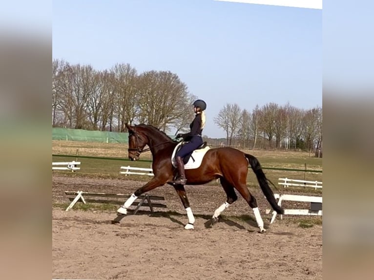 Hanoverian Mare 4 years 17 hh Brown in Kirchlinteln