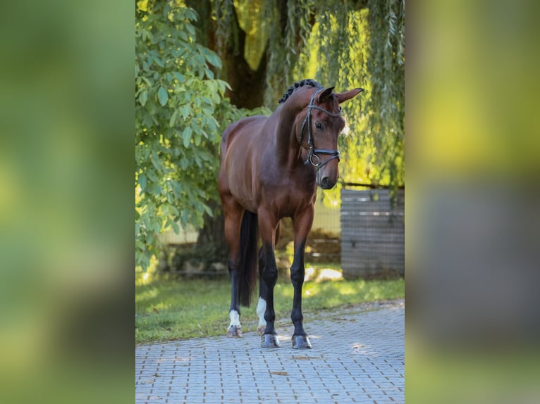 Hanoverian Mare 4 years 17 hh Brown in Bodenkirchen