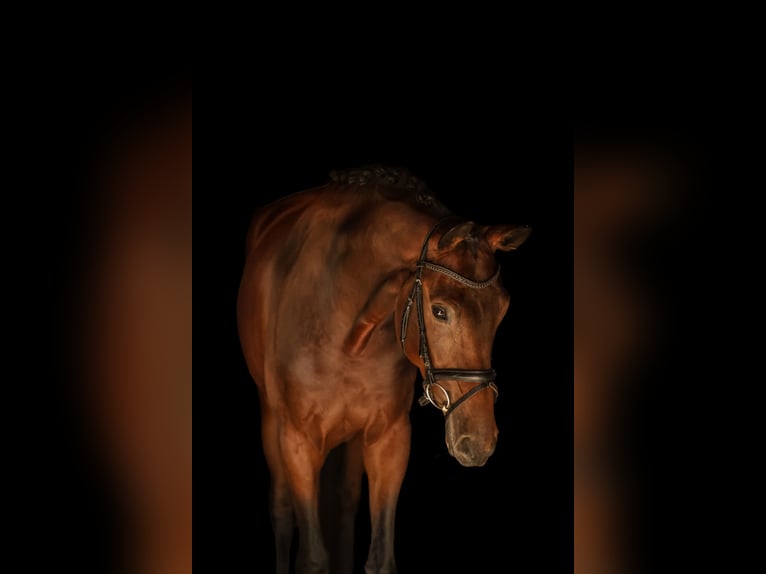 Hanoverian Mare 4 years 17 hh Brown in Bodenkirchen