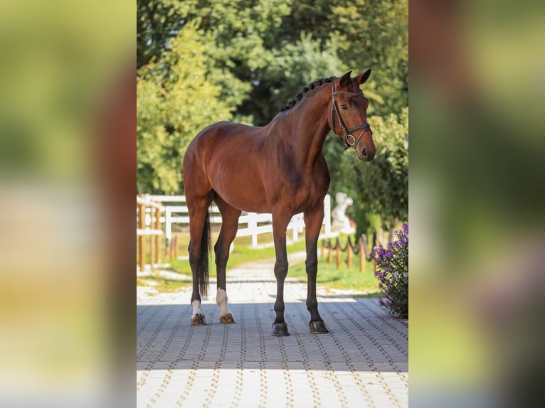 Hanoverian Mare 4 years 17 hh Brown in Bodenkirchen