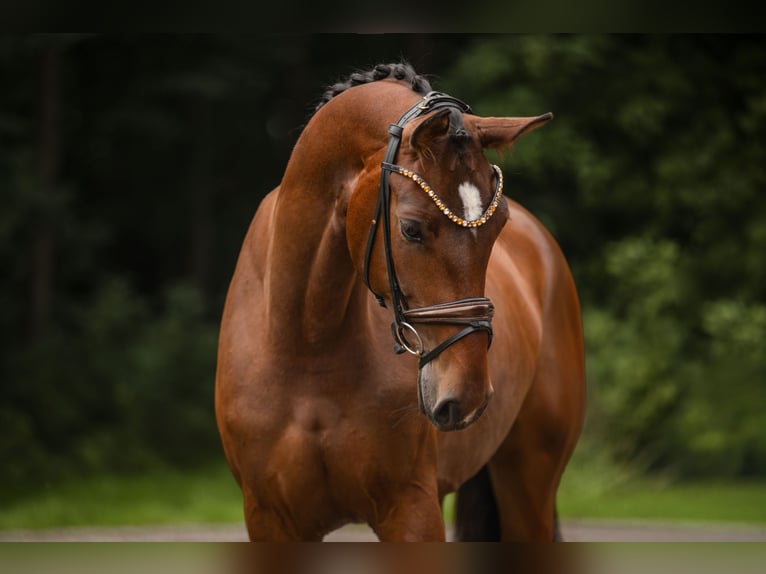 Hanoverian Mare 4 years 17 hh Brown in Wehringen