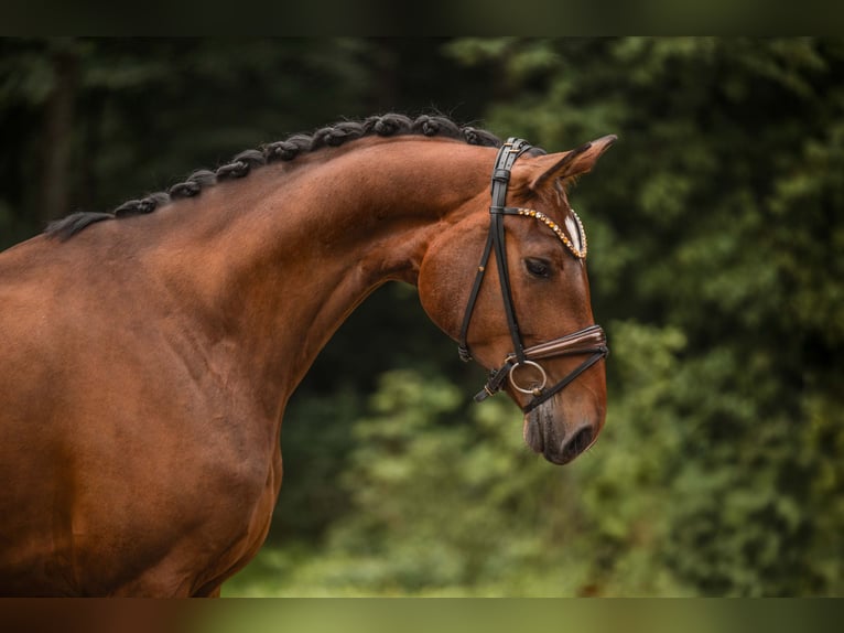 Hanoverian Mare 4 years 17 hh Brown in Wehringen