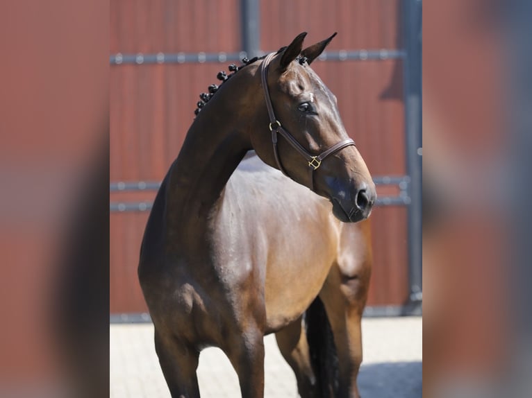 Hanoverian Mare 4 years 17 hh Brown in Zieuwent