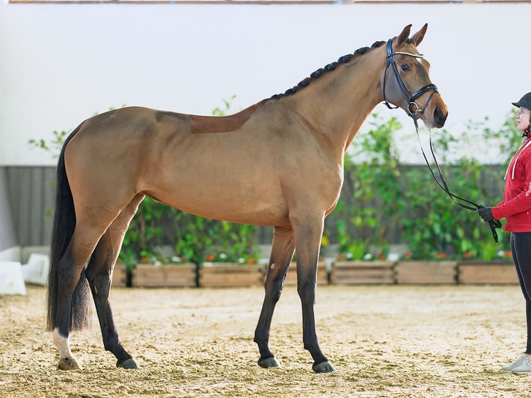 Hanoverian Mare 4 years 17 hh Brown in M&#xFC;nster-Handorf