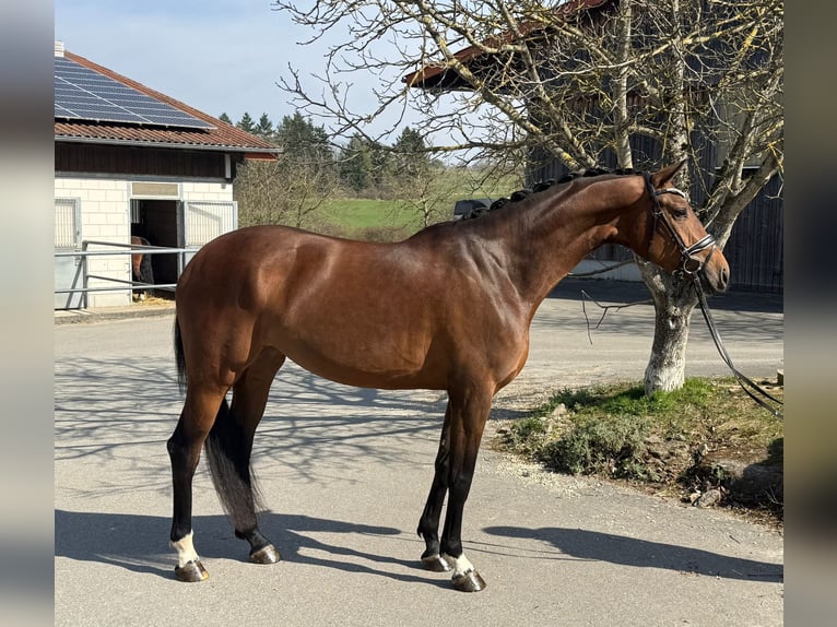 Hanoverian Mare 4 years 17 hh Brown in Weil der Stadt
