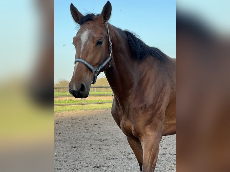 Hanoverian Mare 4 years 17 hh Brown in Wagenfeld
