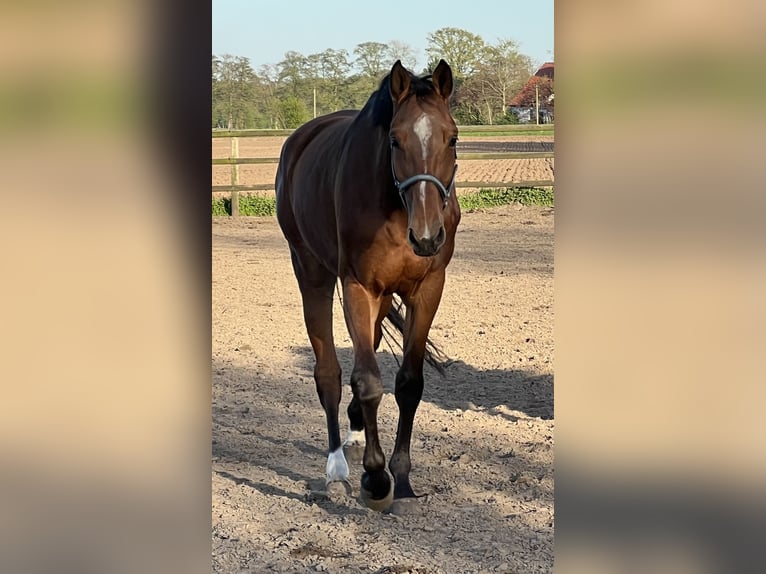 Hanoverian Mare 4 years 17 hh Brown in Wagenfeld