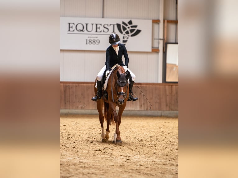 Hanoverian Mare 4 years 17 hh Chestnut-Red in Bad Bentheim