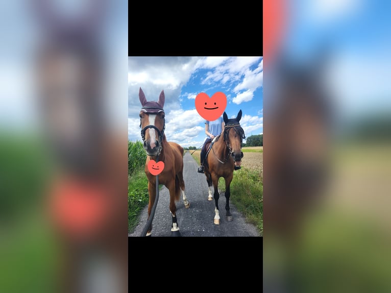 Hanoverian Mare 4 years 17 hh Chestnut-Red in Lünen