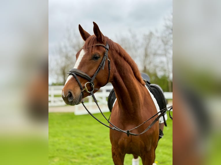 Hanoverian Mare 4 years 17 hh Chestnut-Red in Cuxhaven