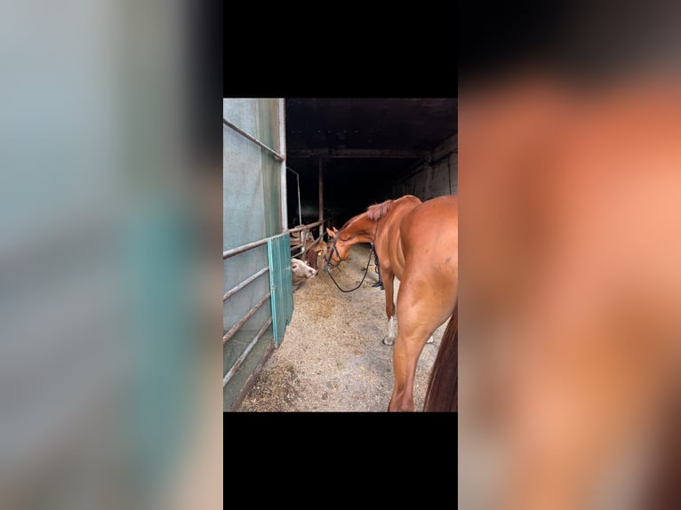 Hanoverian Mare 4 years 17 hh Chestnut-Red in Lünen