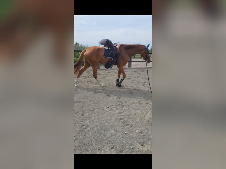 Hanoverian Mare 4 years 17 hh Chestnut-Red in Lünen