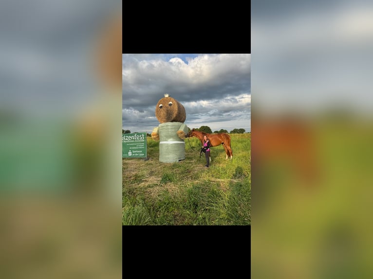 Hanoverian Mare 4 years 17 hh Chestnut-Red in Lünen