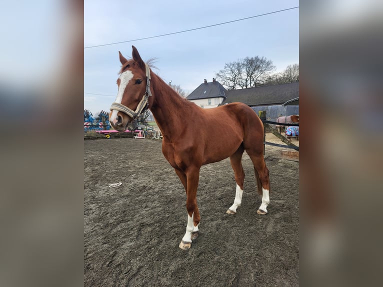 Hanoverian Mare 4 years 17 hh Chestnut-Red in Lünen